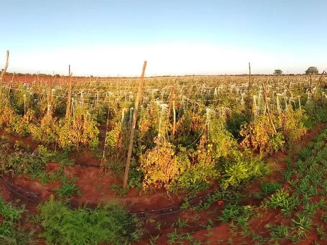 Ökológiai szemléletű zöldségtermesztés szabadföldi sorokban